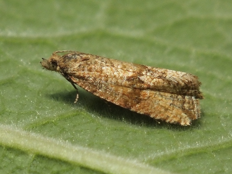 Celypha anatoliana