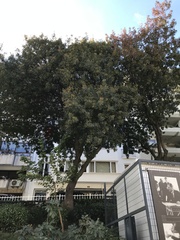 Pistacia terebinthus