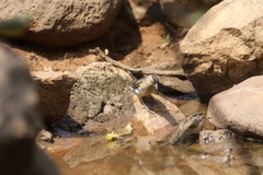 Euplectes albonotatus