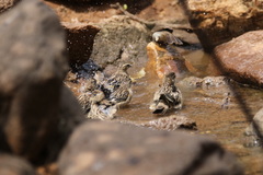 Euplectes albonotatus