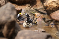 Euplectes albonotatus