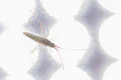 Trigonotylus pulchellus