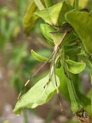 Prismatocerus signatus