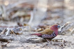 Hypargos margaritatus