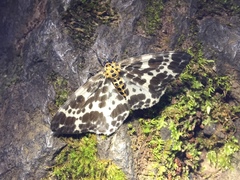 Dilophodes elegans elegans