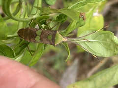 Prismatocerus signatus