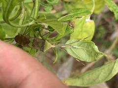 Prismatocerus signatus