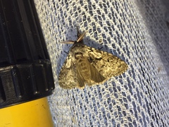 Calliteara argentata