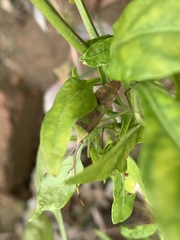 Prismatocerus signatus