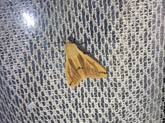 Spilarctia seriatopunctata