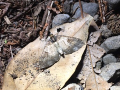 Melanthia procellata inquinata