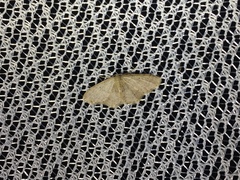 Idaea invalida