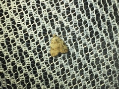 Neachrostia bipuncta