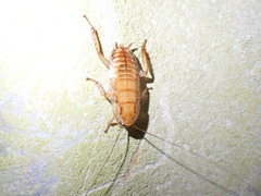 Drymaplaneta semivitta