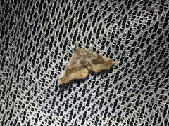 Pangrapta perturbans