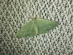 Maxates albistrigata