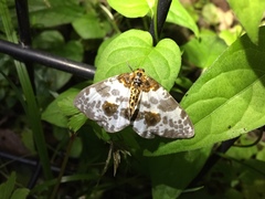 Abraxas miranda miranda