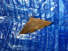 Mecodina nubiferalis