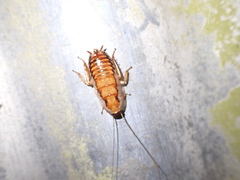 Drymaplaneta semivitta