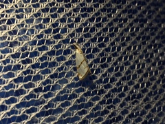 Pseudargyria interruptella