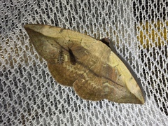 Hypopyra vespertilio