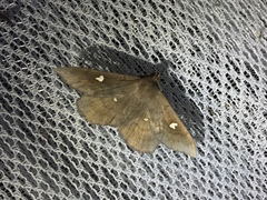 Edessena gentiusalis