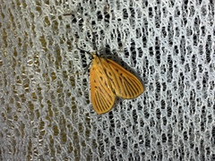 Tyspanodes striatus