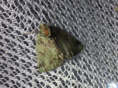 Dindica virescens