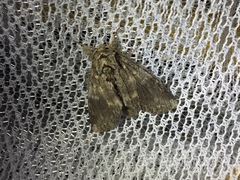 Peridea gigantea