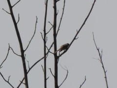 Curruca communis