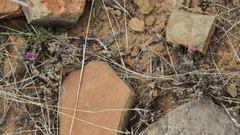 Trichodiadema rogersiae