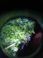 Lophocolea heterophylla