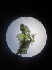 Lophocolea heterophylla