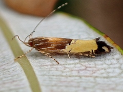 Labdia deliciosella