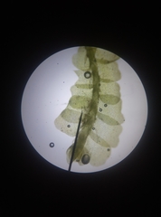 Lophocolea heterophylla