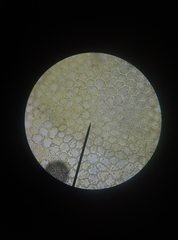 Lophocolea heterophylla