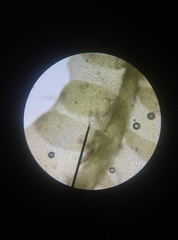 Lophocolea heterophylla