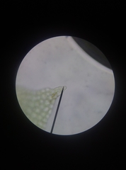 Lophocolea heterophylla