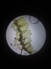 Lophocolea heterophylla