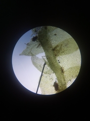 Lophocolea heterophylla