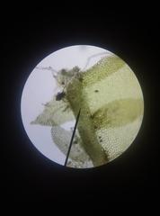 Lophocolea heterophylla