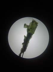 Lophocolea heterophylla