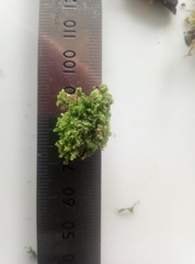 Lophocolea heterophylla