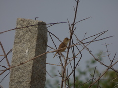 Acrocephalus agricola
