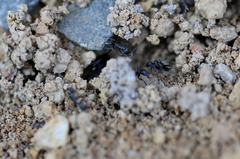 Iridomyrmex bicknelli