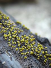 Physarum viride
