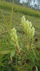Castilleja pallida