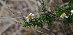 Phymaspermum parvifolium
