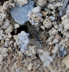 Iridomyrmex bicknelli