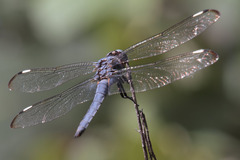 Libellula comanche